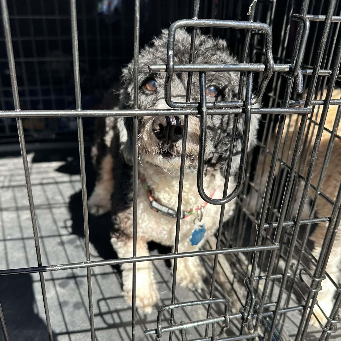 Enlarge Cookie Edith, an adopted Miniature Poodle in Willowbrook, IL image 4/4