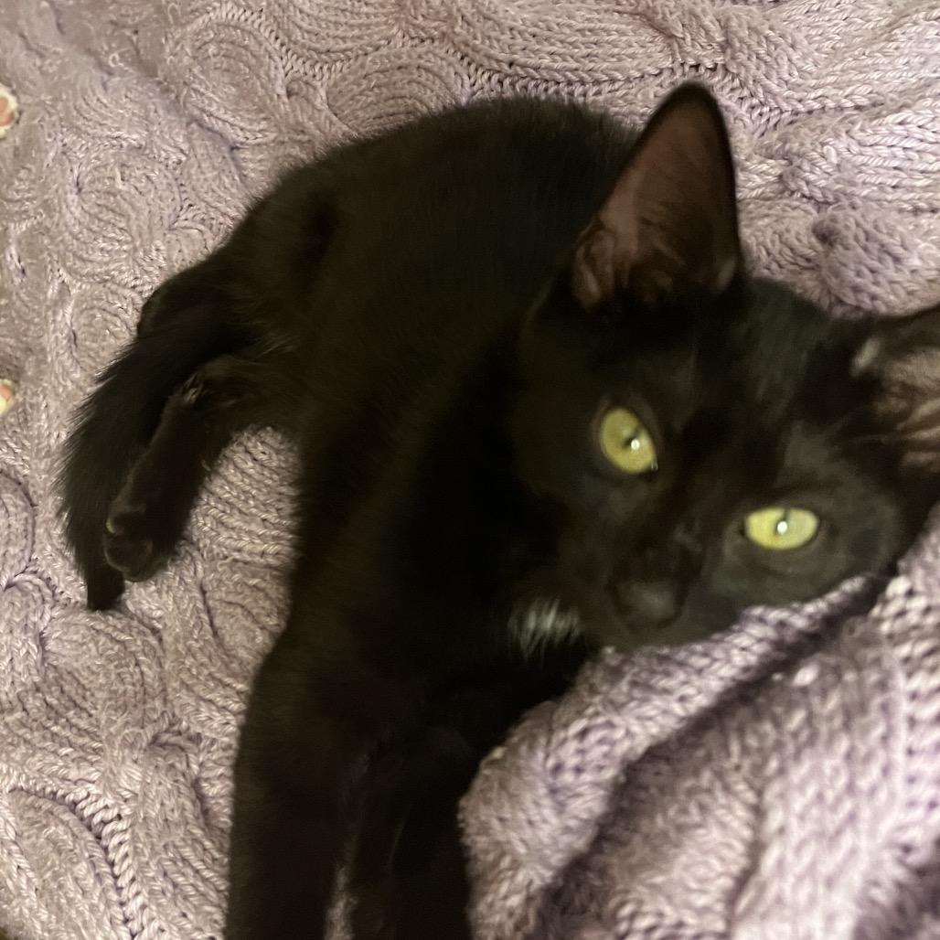 Annapolis, Adoptable, Kitten Female Domestic Short Hair.