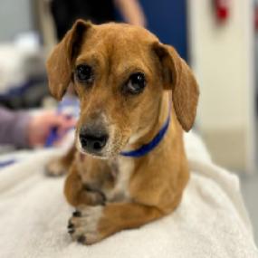 Enlarge Phoenix, a Adoptable Chihuahua in Katy, TX image 1/1