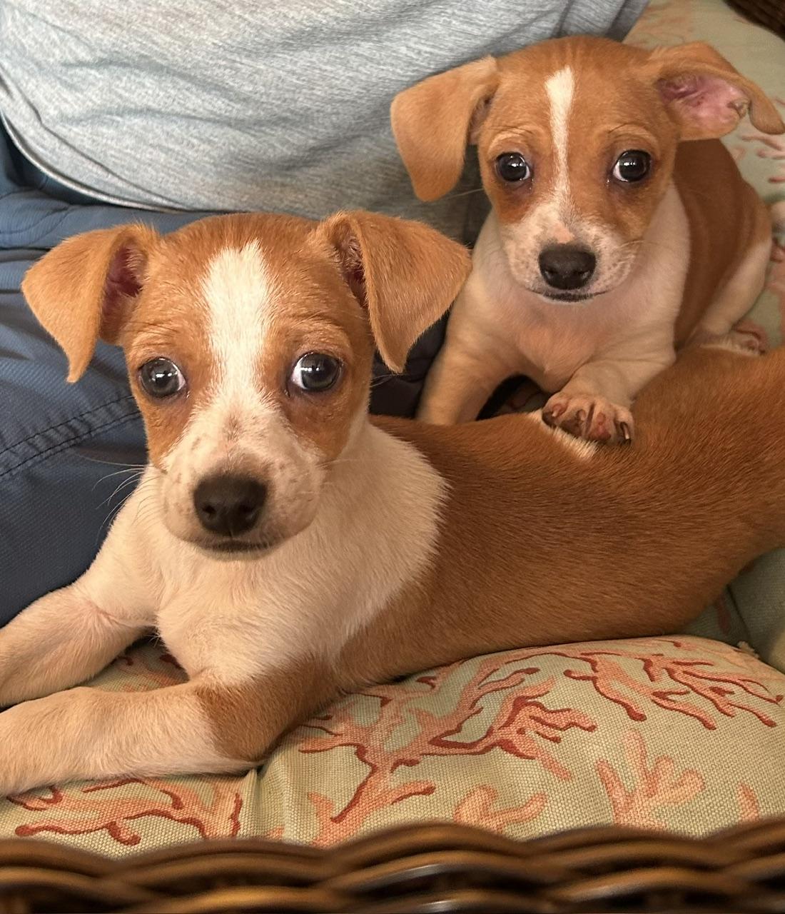 Jonathan (Property Brothers Litter), a ADOPTABLE mixed breed in Redwood City, CA image 2/5