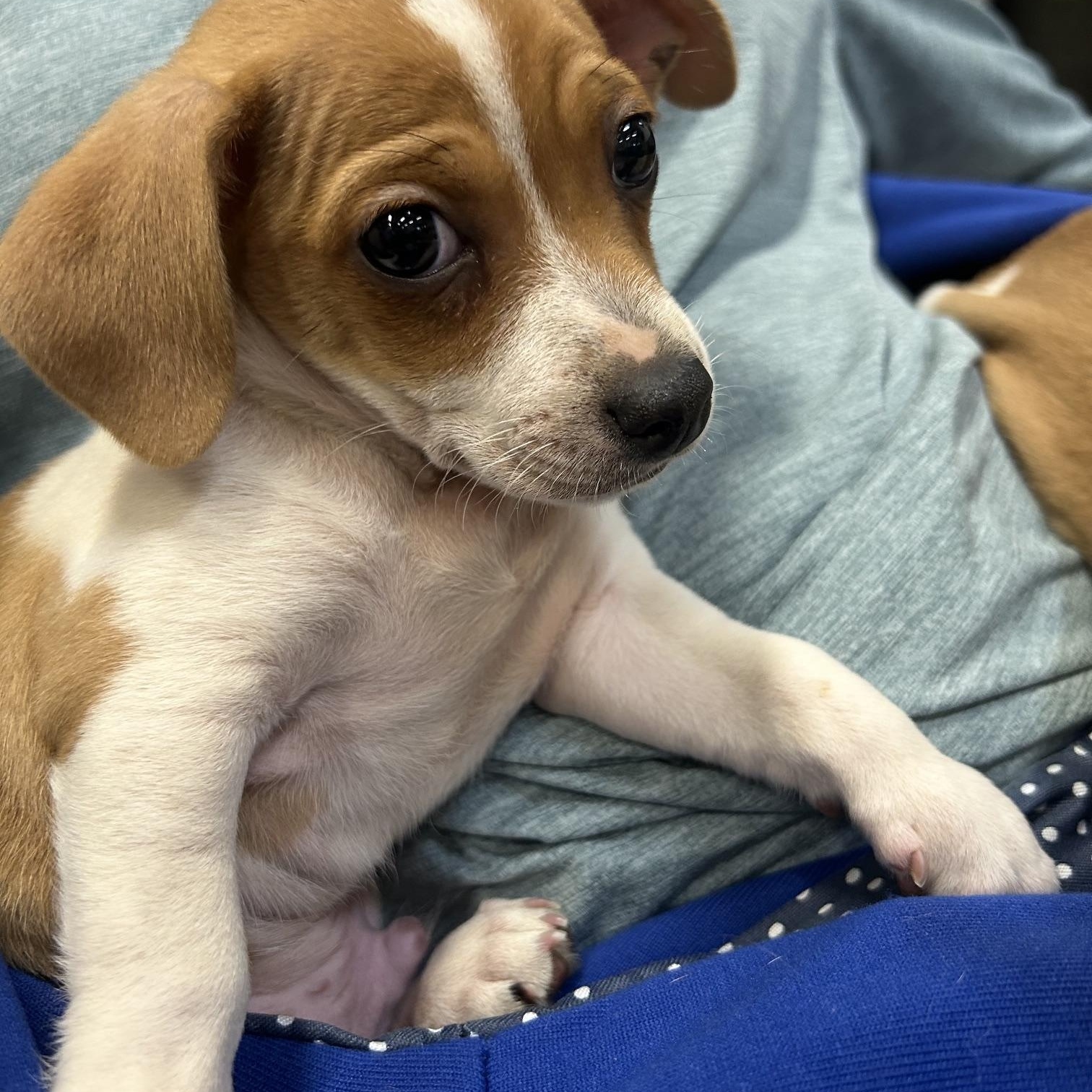 Jonathan (Property Brothers Litter), a ADOPTABLE mixed breed in Redwood City, CA image 4/5