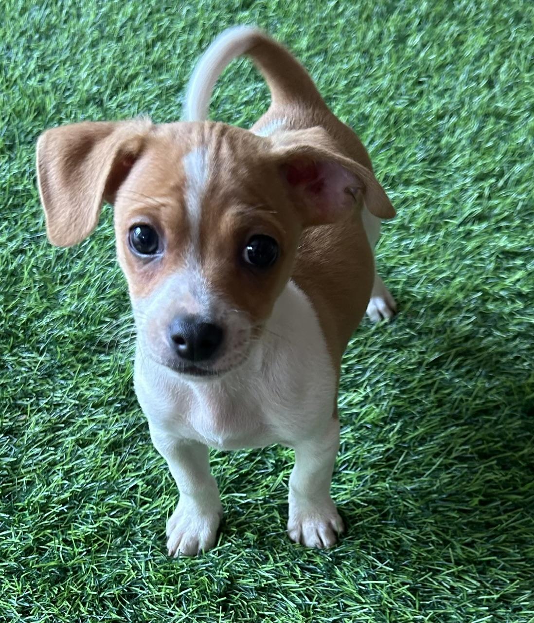 Jonathan (Property Brothers Litter), a ADOPTABLE mixed breed in Redwood City, CA image 1/5