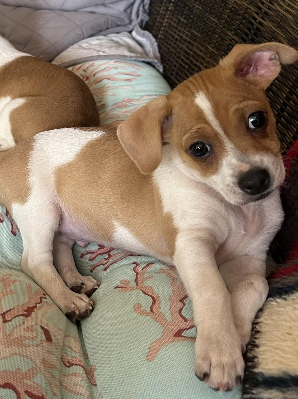 Jonathan (Property Brothers Litter), a ADOPTABLE mixed breed in Redwood City, CA image 3/5