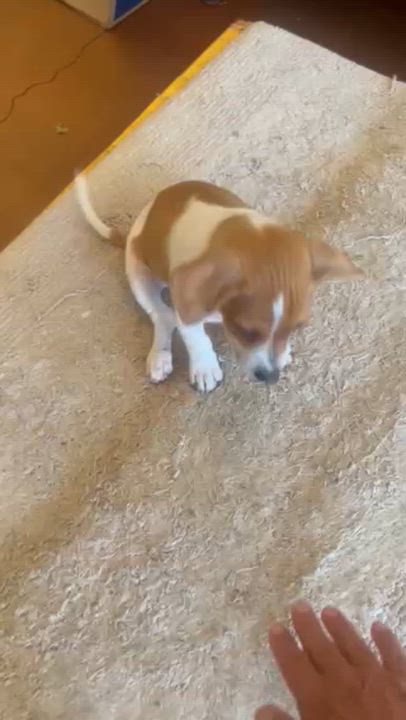 Enlarge Jonathan (Property Brothers Litter), an adopted mixed breed in Redwood City, CA video 5/6