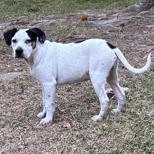 Tony - Fun and Loving Companion