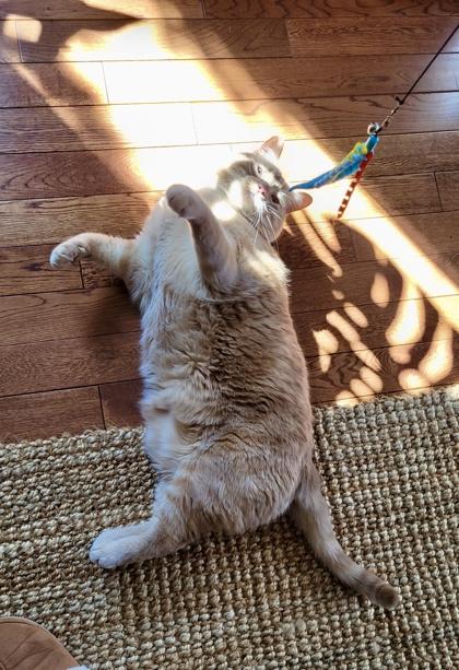 Enlarge Olive, an adopted Domestic Short Hair in Cranbrook, BC image 2/3