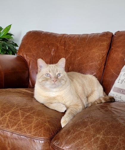 Enlarge Olive, an adopted Domestic Short Hair in Cranbrook, BC image 1/3