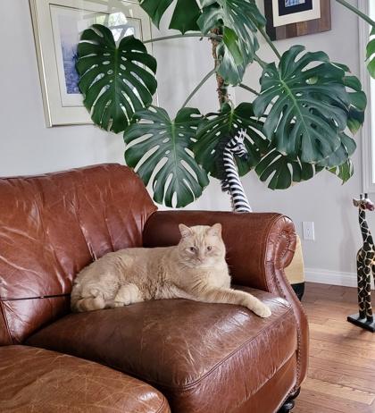 Enlarge Olive, an adopted Domestic Short Hair in Cranbrook, BC image 3/3