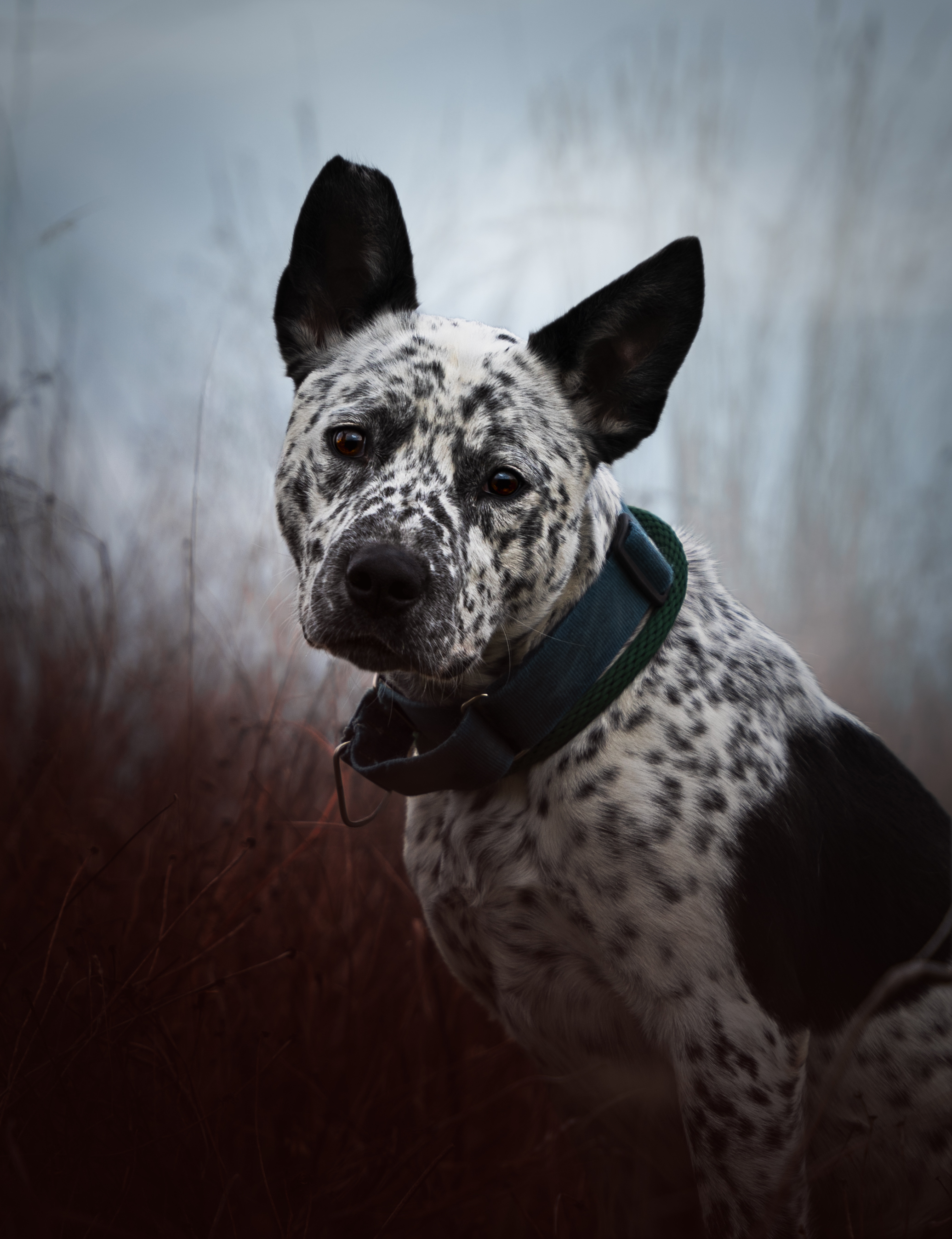 Buddy, Adoptable, Adult Male Australian Cattle Dog / Blue Heeler & Pit Bull Terrier.