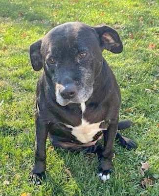 Enlarge ONYX- Needs a forever home!, an adopted mixed breed in Birmingham, MI image 1/1