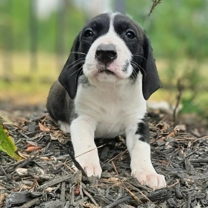 Wanda, Adoptable, Puppy Female Great Pyrenees & Mixed Breed.