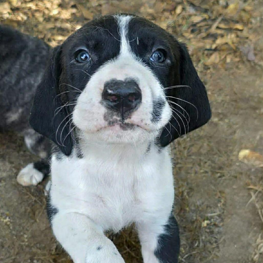 Enlarge Wanda, a Adoptable mixed breed in Griswold, CT image 2/3