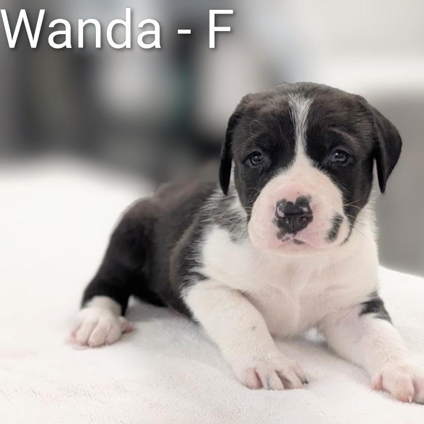 Enlarge Wanda, a Adoptable mixed breed in Griswold, CT image 3/3