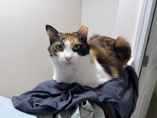 Enlarge NODA, a Adoptable Domestic Short Hair in Raleigh, NC image 1/1