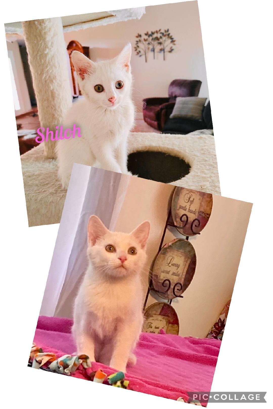 Enlarge Shiloh/kk, a Adoptable Domestic Short Hair in White Bluff, TN image 2/3