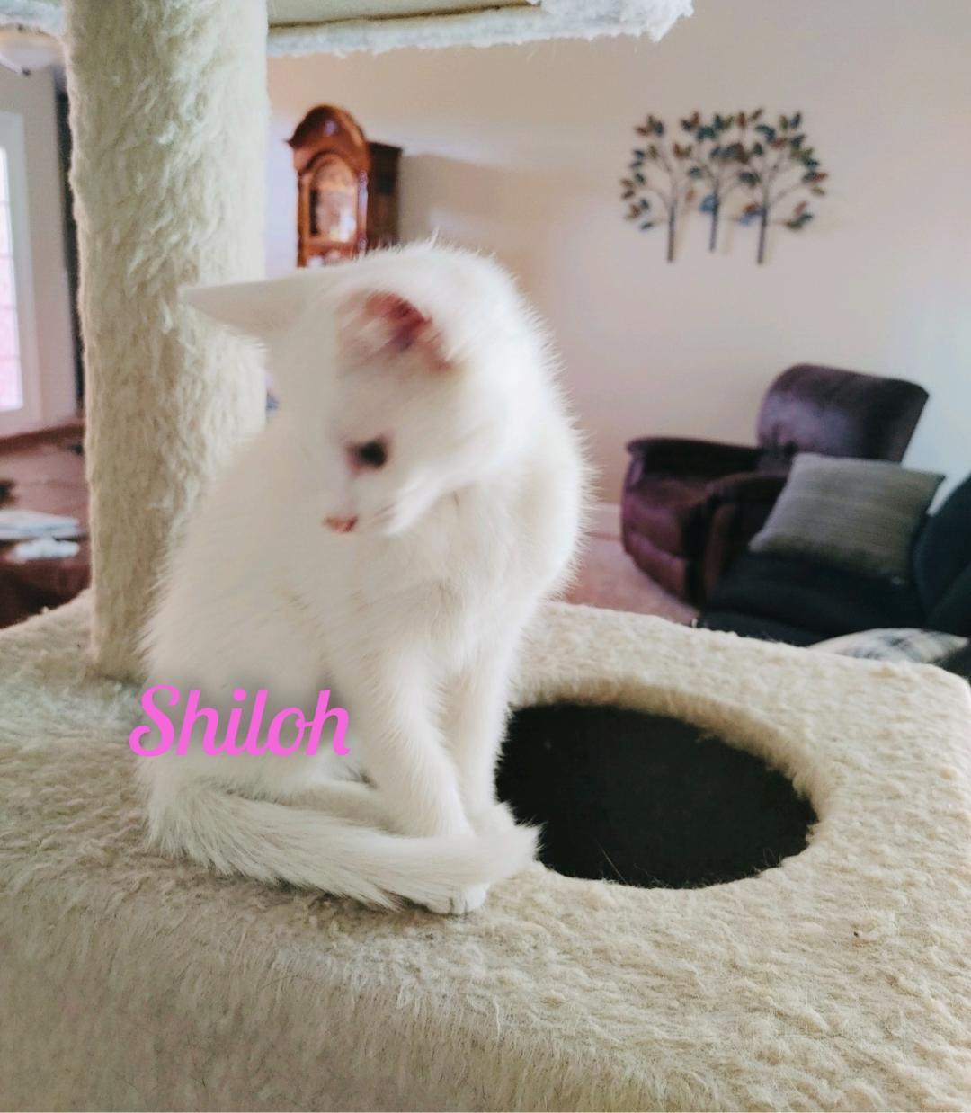 Enlarge Shiloh/kk, a Adoptable Domestic Short Hair in White Bluff, TN image 3/3