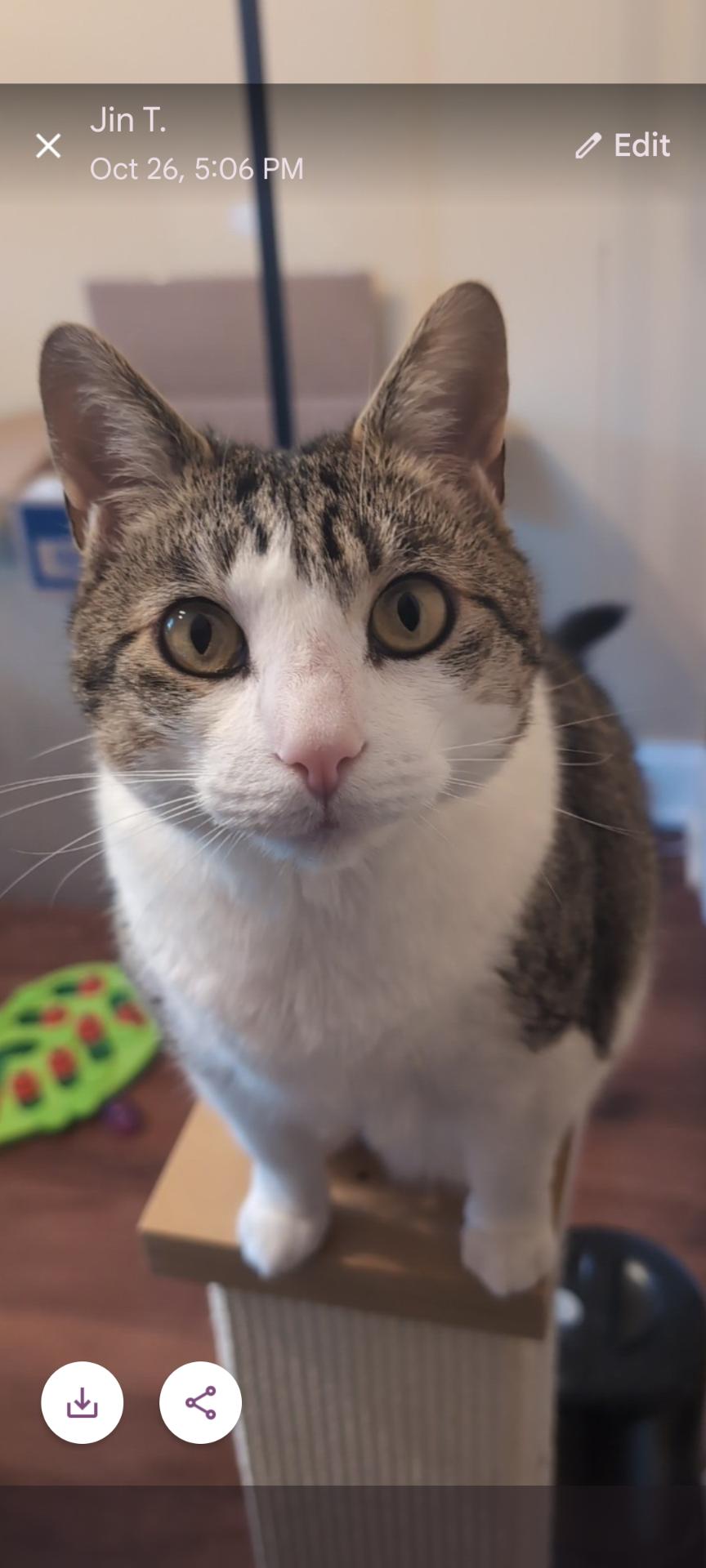 Milo (FeLV+), Adoptable, Adult Male Domestic Short Hair.