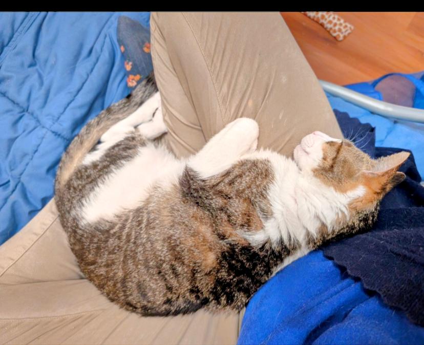 Enlarge Milo (FeLV+), a Adoptable mixed breed in Blacksburg, VA image 2/6