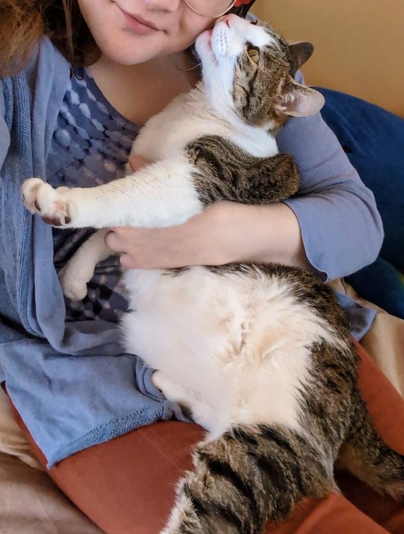 Enlarge Milo (FeLV+), a Adoptable mixed breed in Blacksburg, VA image 4/6