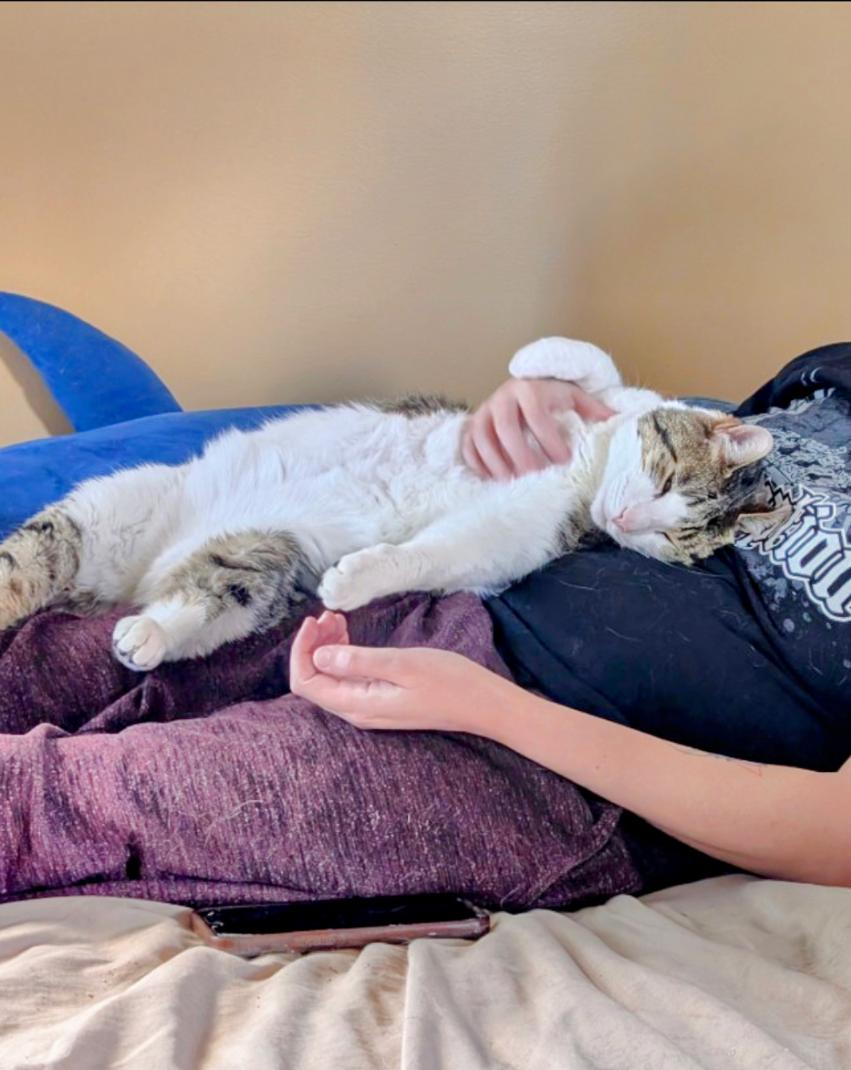 Enlarge Milo (FeLV+), a Adoptable mixed breed in Blacksburg, VA image 5/6