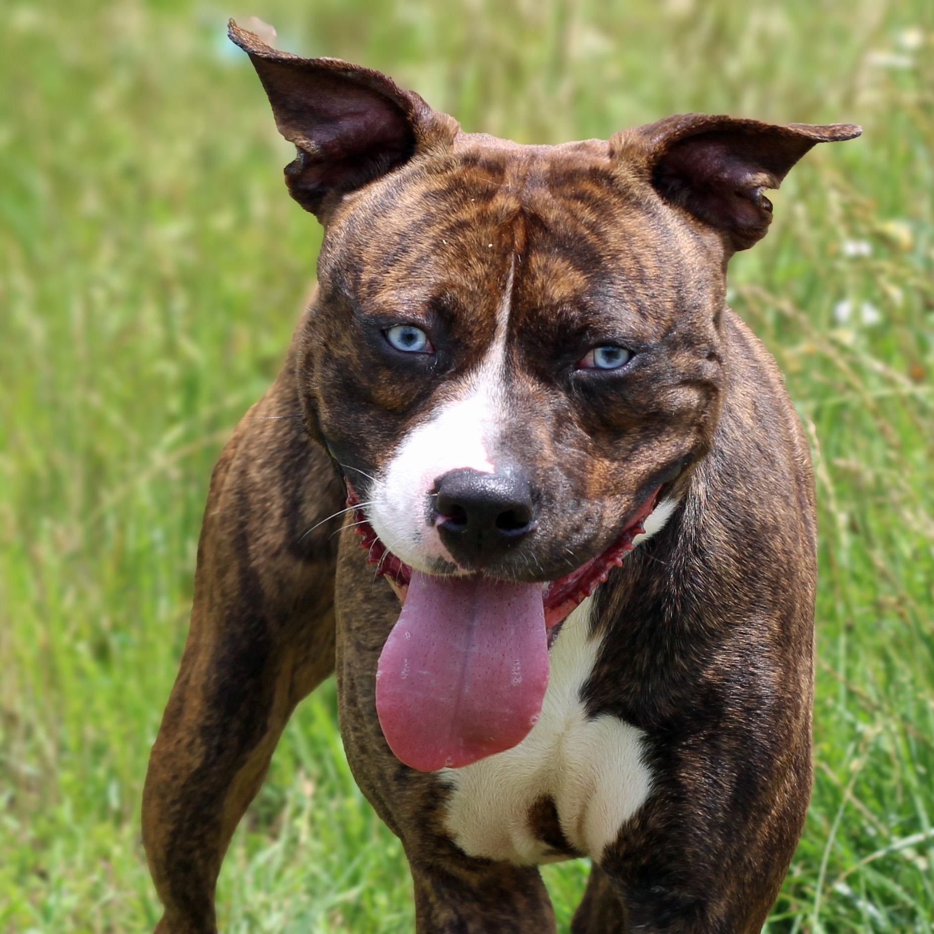 Dean, ADOPTABLE, Young Male Pit Bull Terrier.