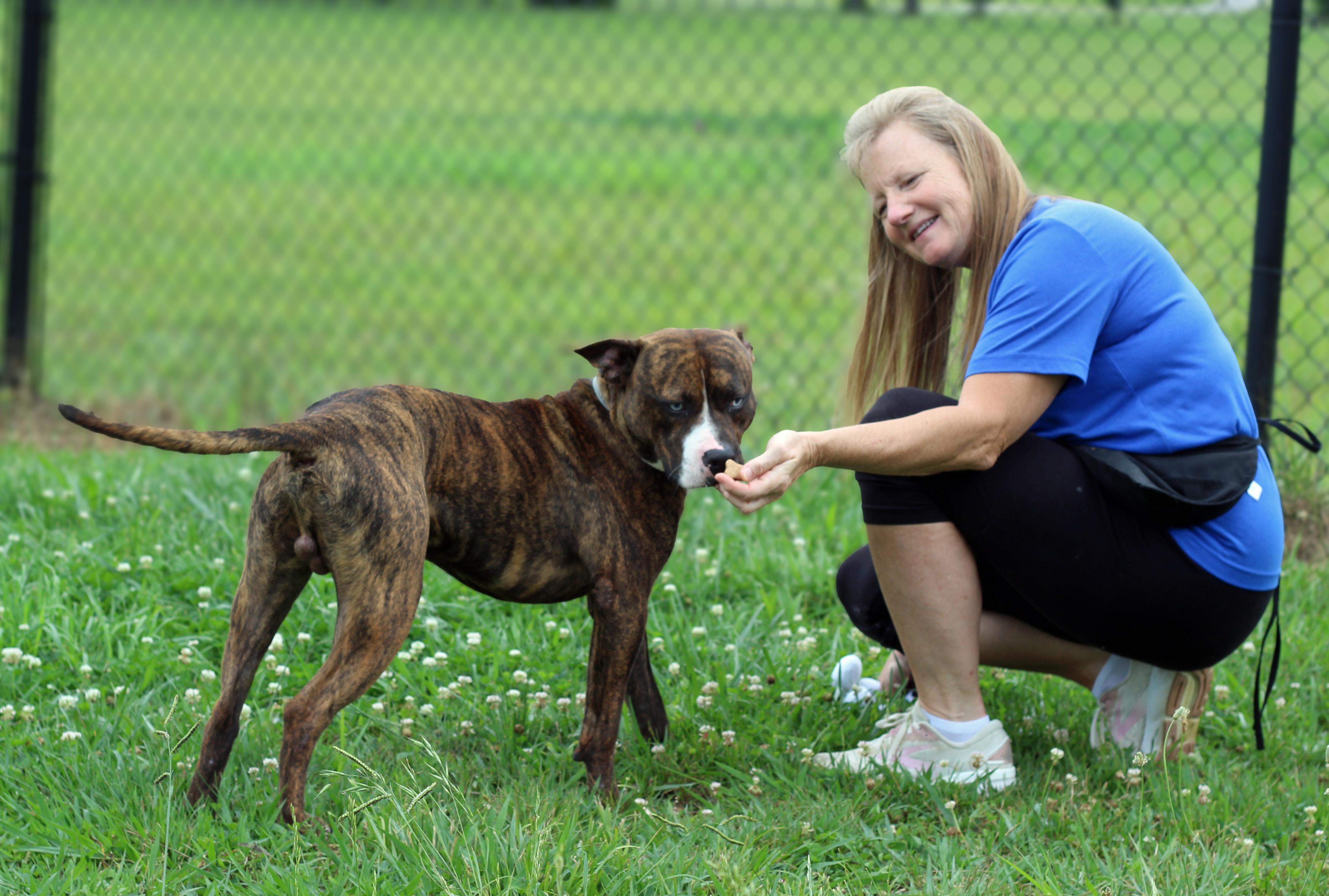 Enlarge Dean, a ADOPTABLE mixed breed in Lebanon, TN image 6/6