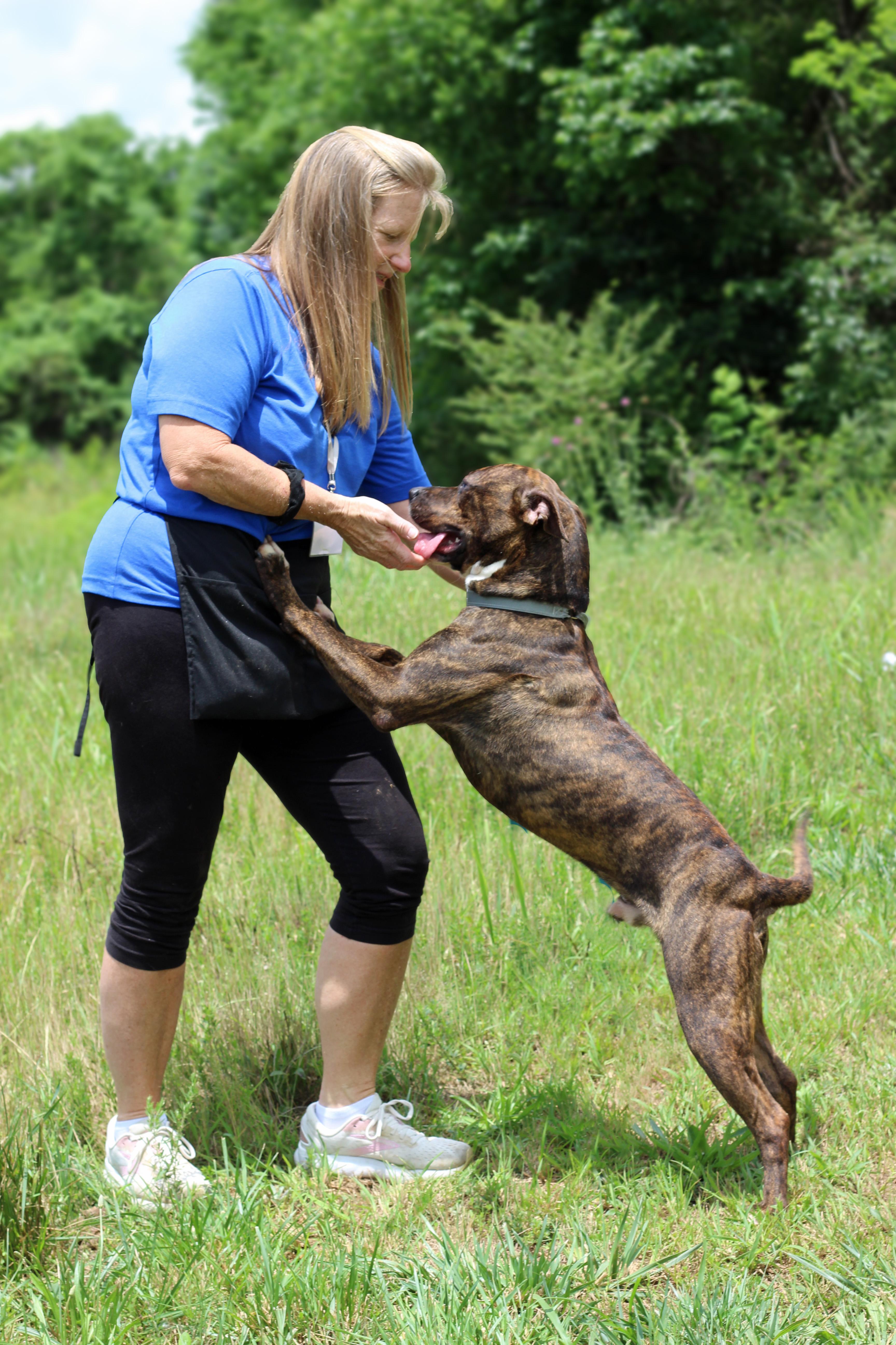 Enlarge Dean, a ADOPTABLE mixed breed in Lebanon, TN image 4/6
