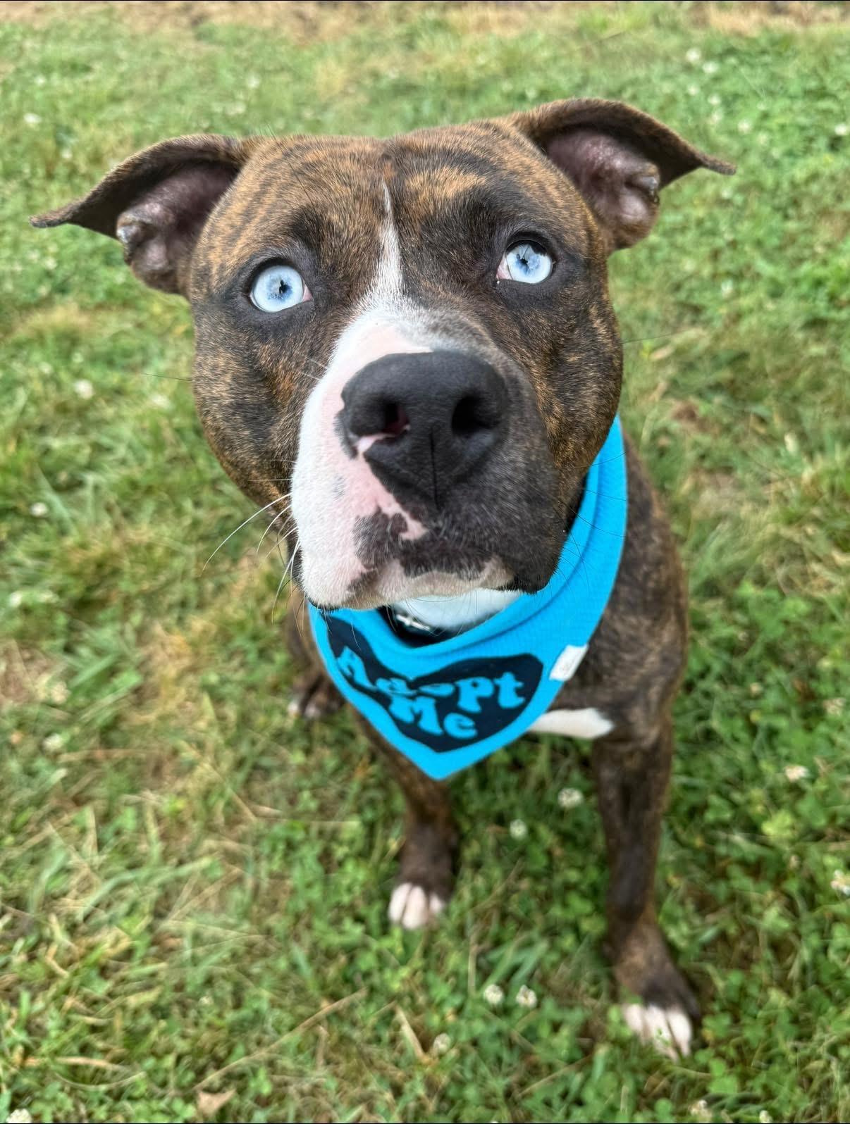 Enlarge Dean, a ADOPTABLE mixed breed in Lebanon, TN image 3/6