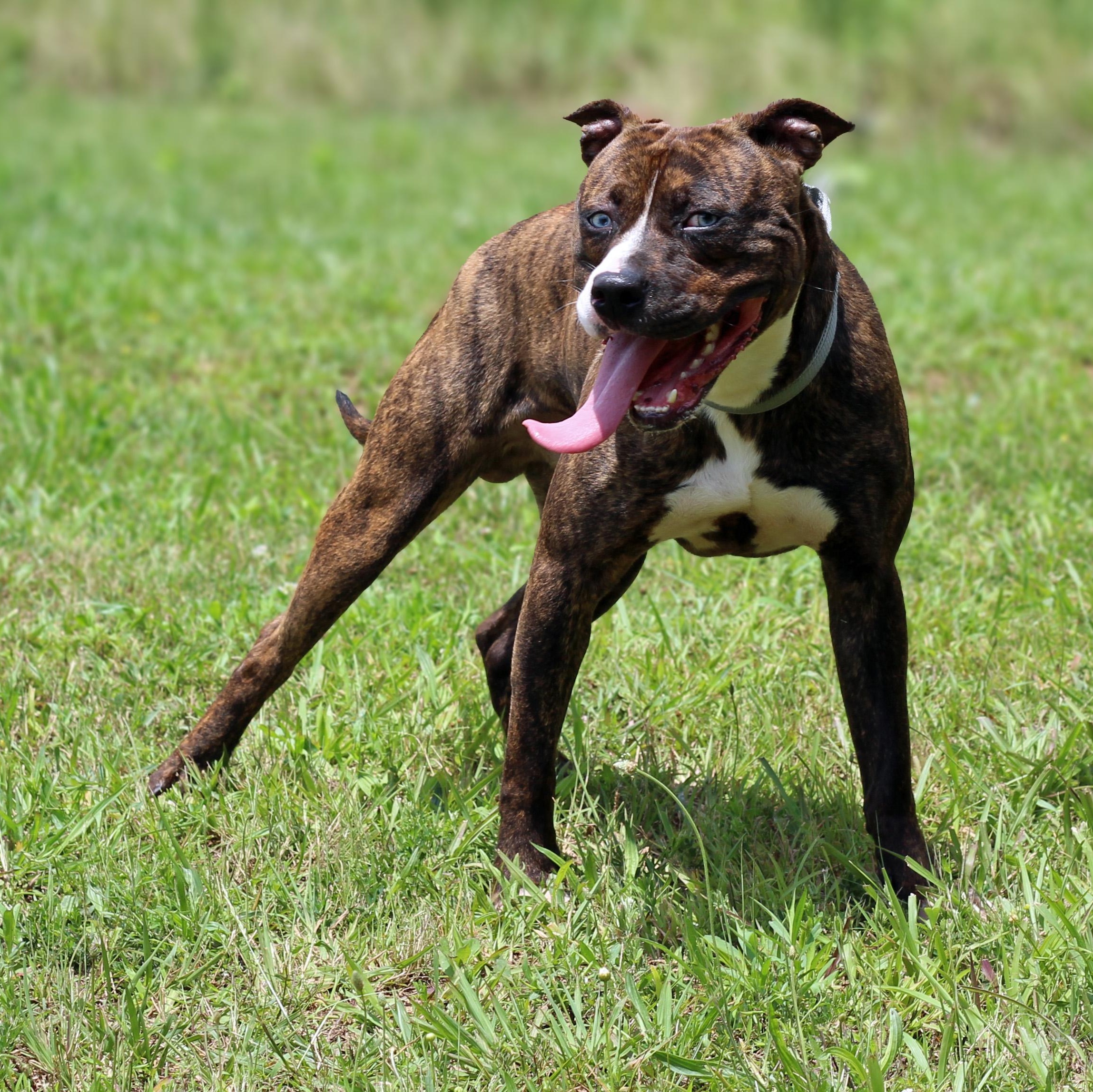 Enlarge Dean, a ADOPTABLE mixed breed in Lebanon, TN image 5/6