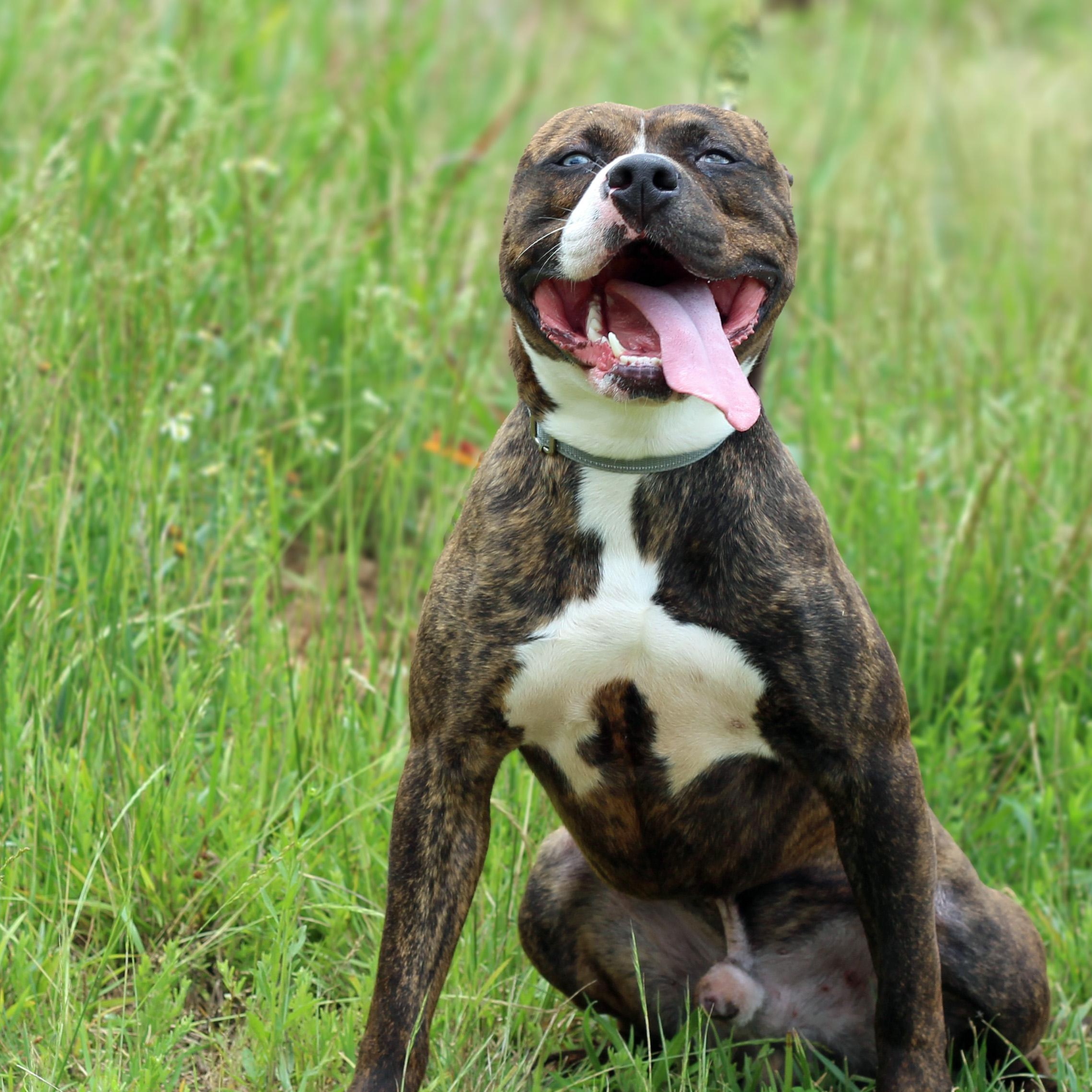 Enlarge Dean, a ADOPTABLE mixed breed in Lebanon, TN image 2/6
