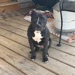 Peppa, ADOPTABLE, Puppy Female Pit Bull Terrier & American Staffordshire Terrier.