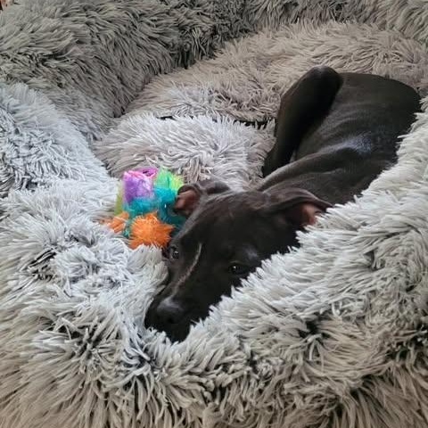 Peppa, ADOPTABLE, Puppy Female Pit Bull Terrier.