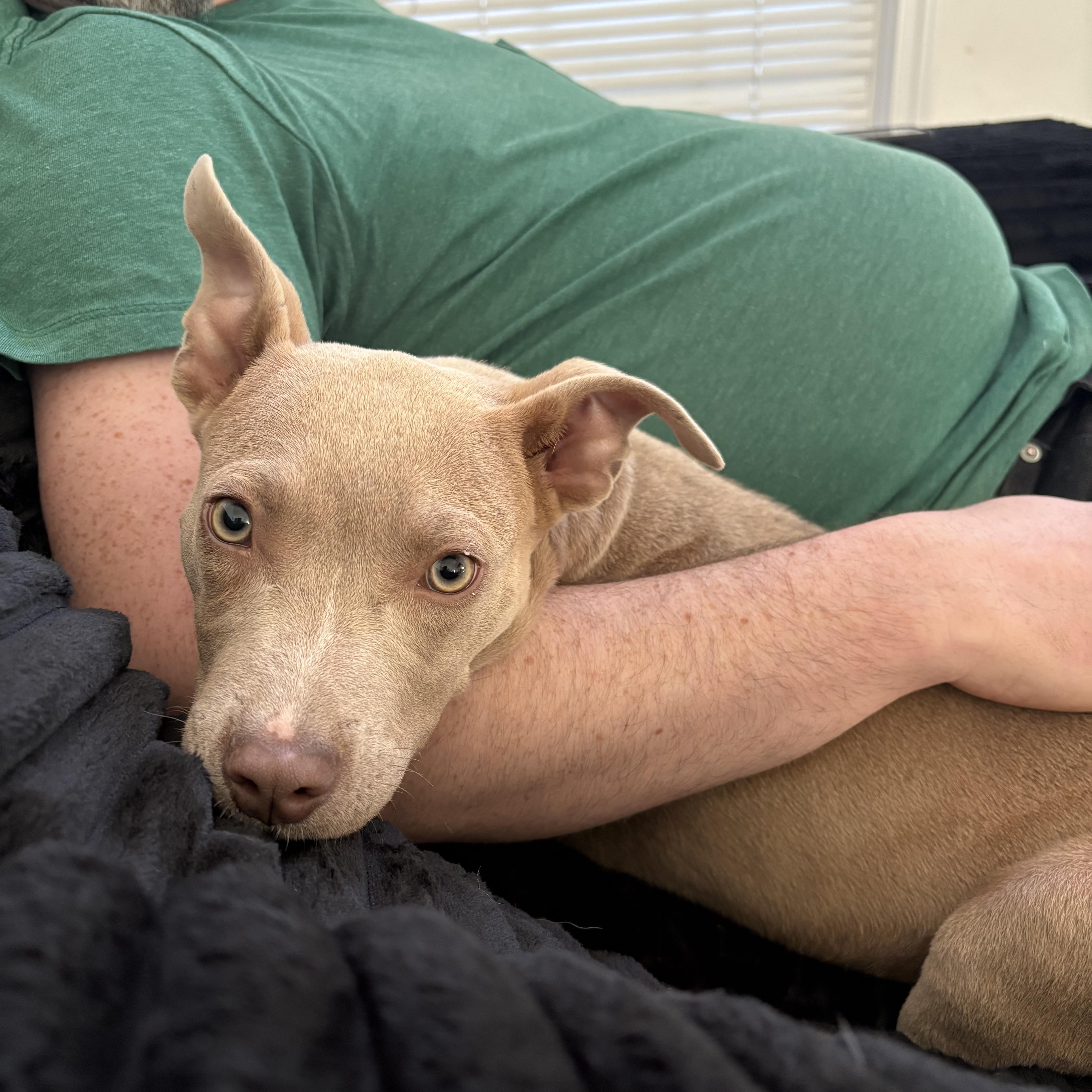 Enlarge Sage, a Adoptable mixed breed in Charlotte, NC image 2/2