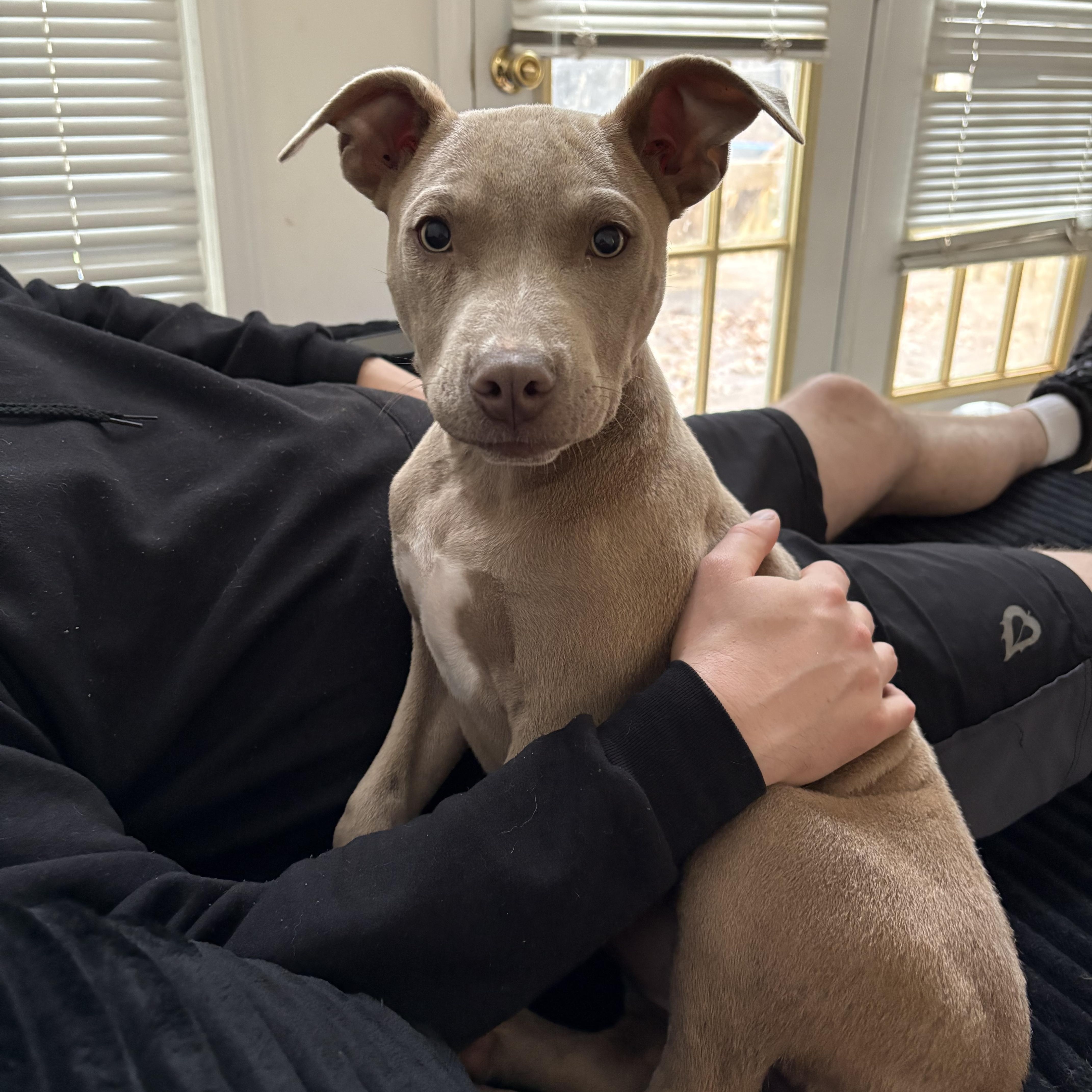 Enlarge Sage, a Adoptable mixed breed in Charlotte, NC image 2/5