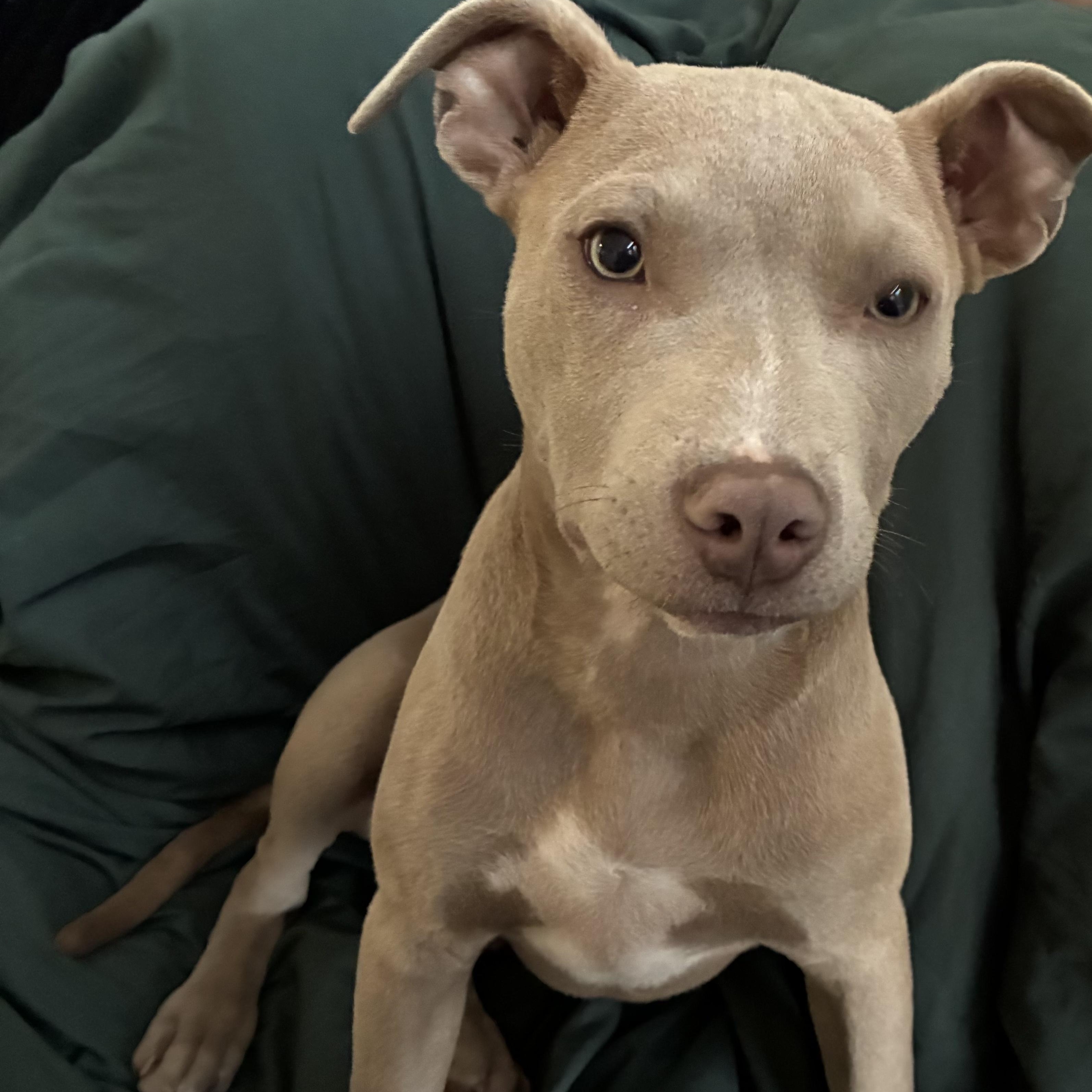 Enlarge Sage, a Adoptable mixed breed in Charlotte, NC image 5/5