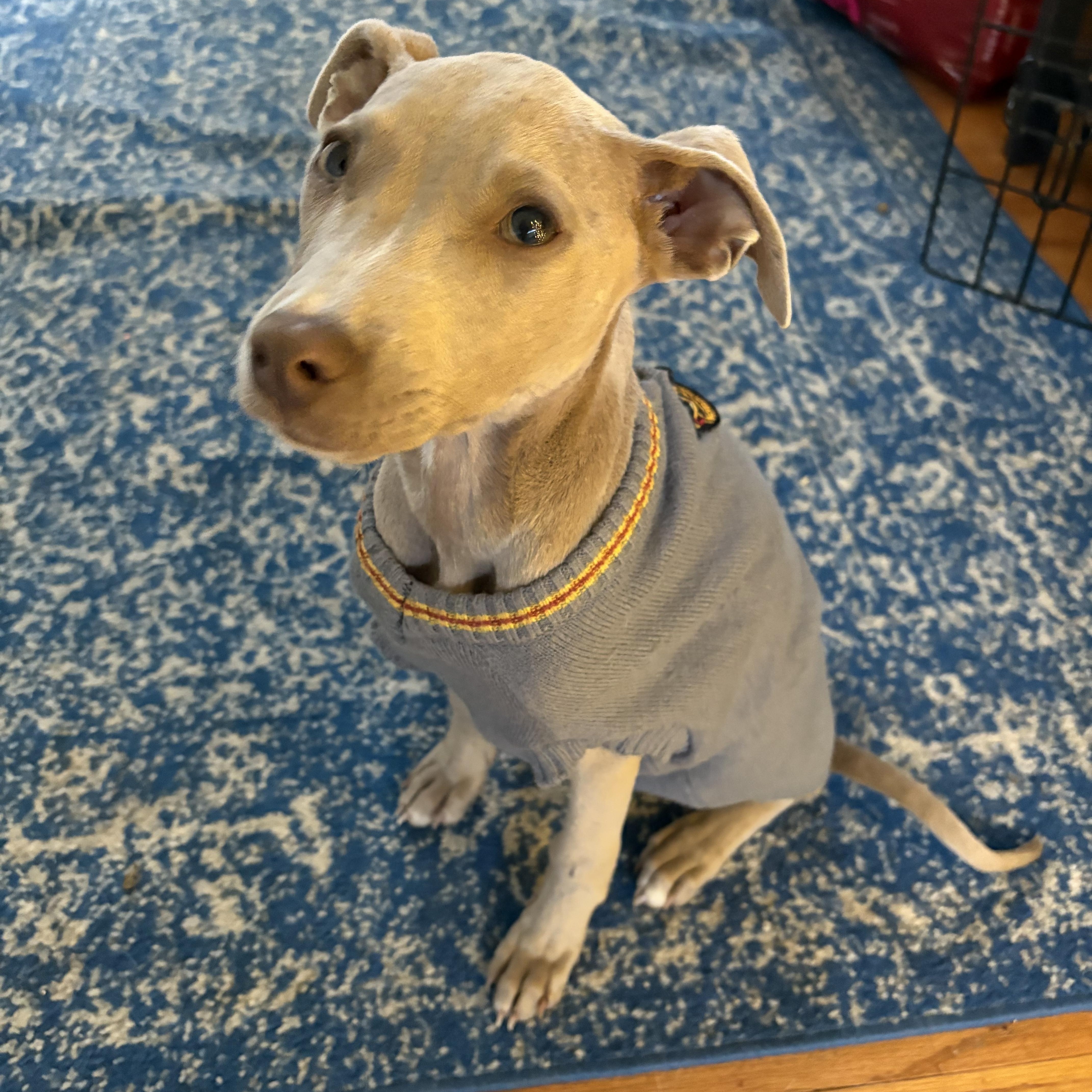 Sage, Adoptable, Young Female Mixed Breed & Pit Bull Terrier.