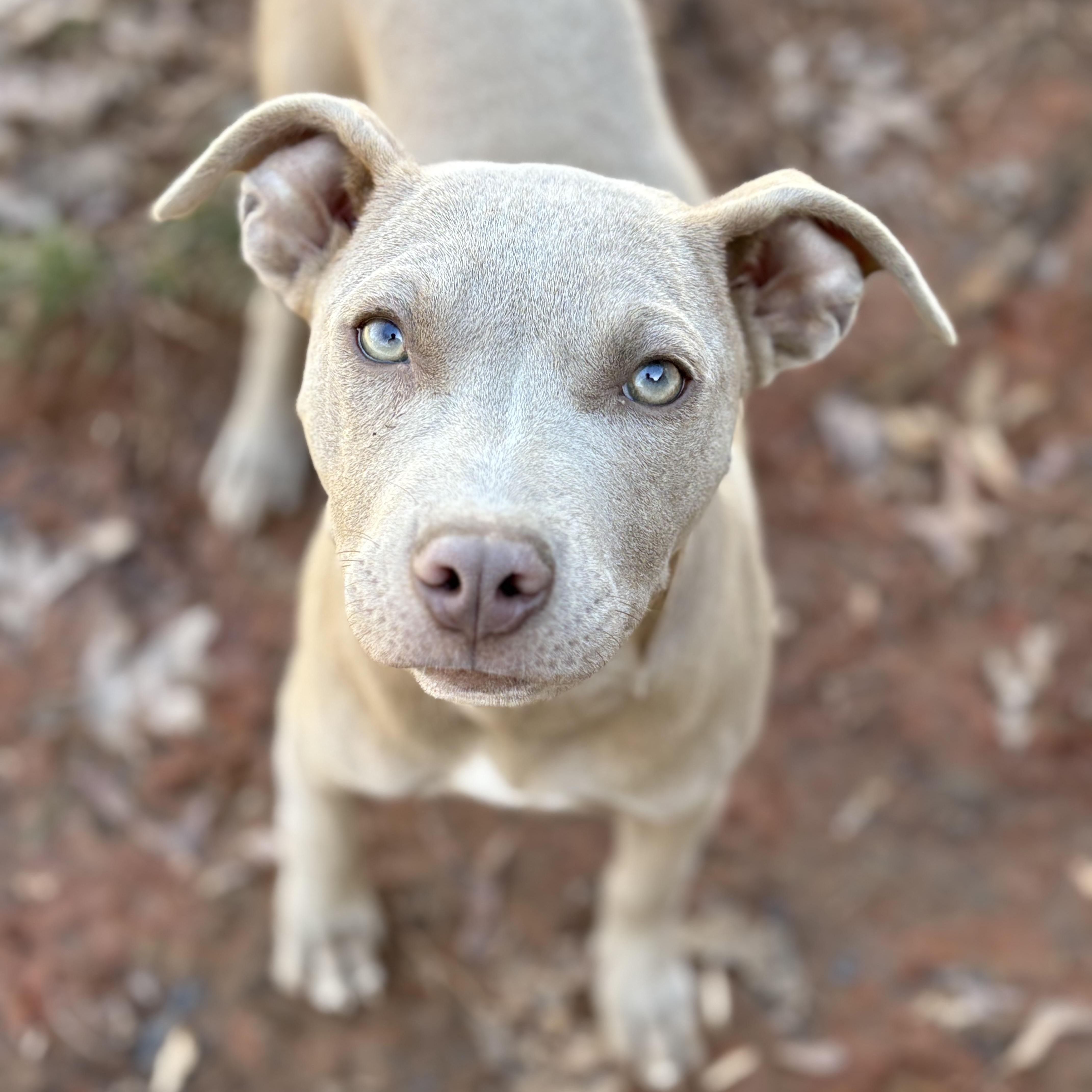 Enlarge Sage, a Adoptable mixed breed in Charlotte, NC image 1/5