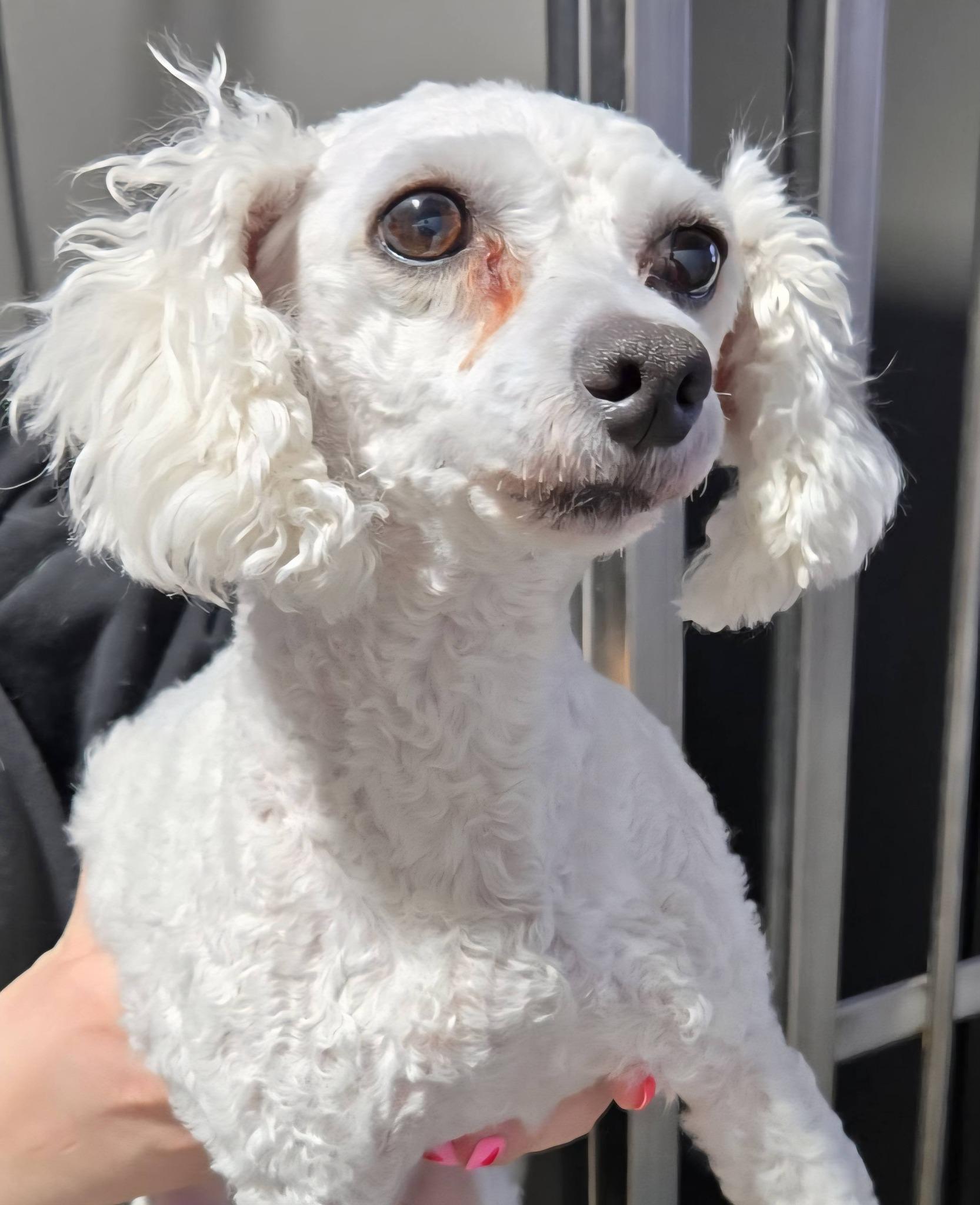 Flower, ADOPTABLE, Adult Female Bichon Frise & Poodle.