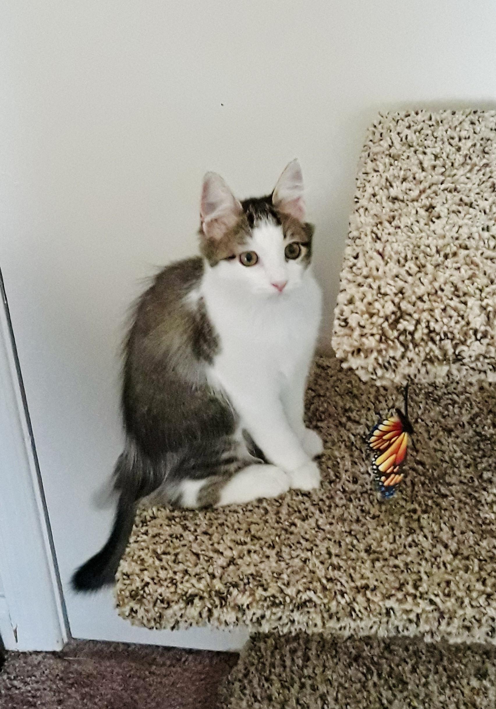 Mousey a.k.a. "Little Mouse" photo 2