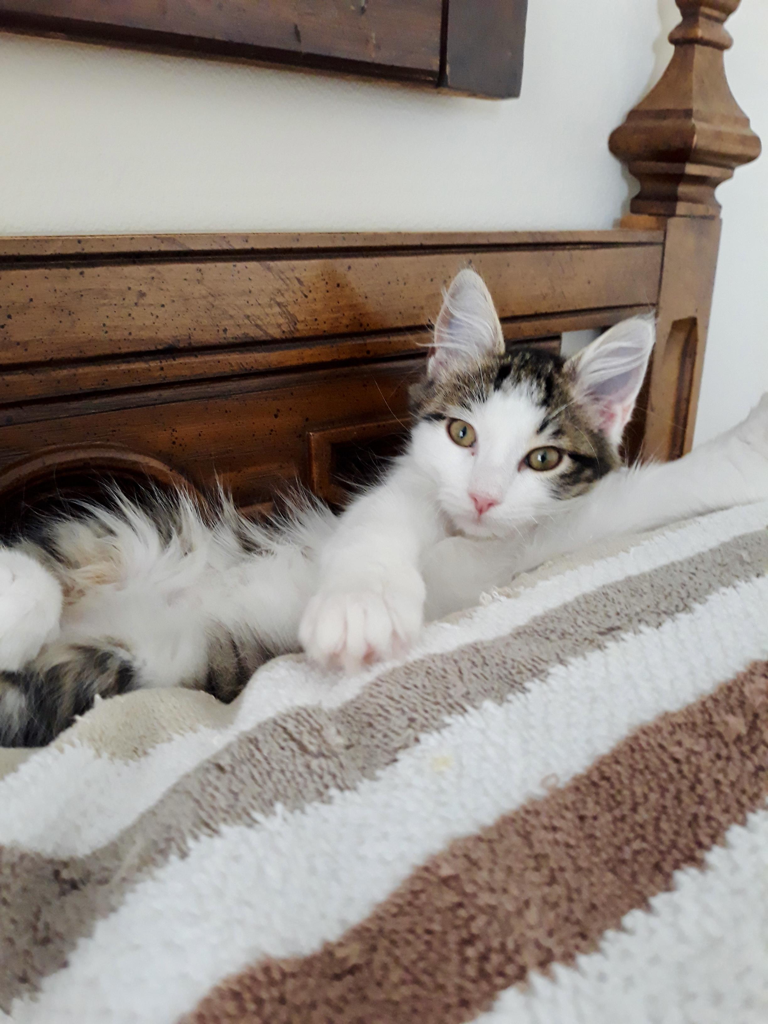 Mousey a.k.a. "Little Mouse"