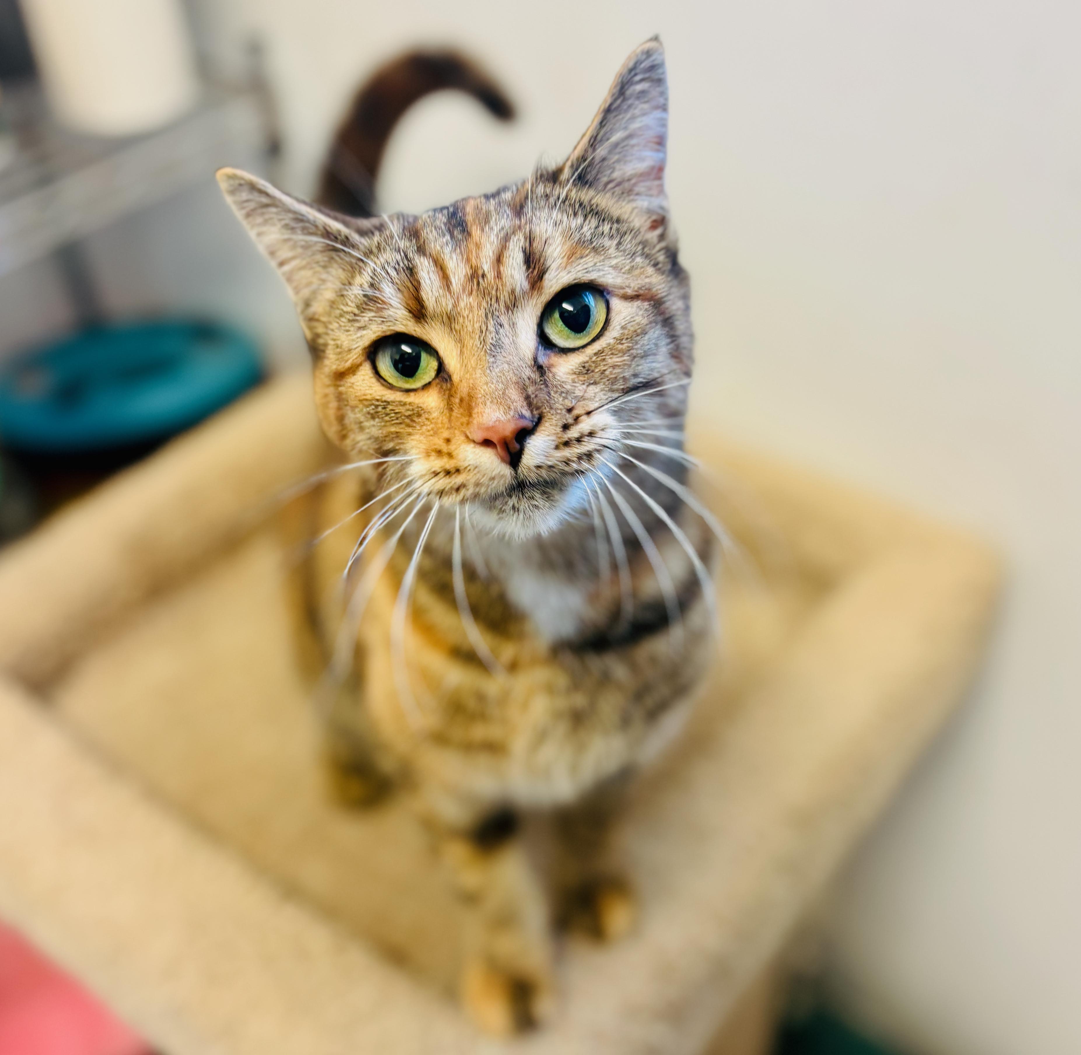 Enlarge Bonnie, an adoptable Domestic Short Hair in St Stephen, NB image 1/2