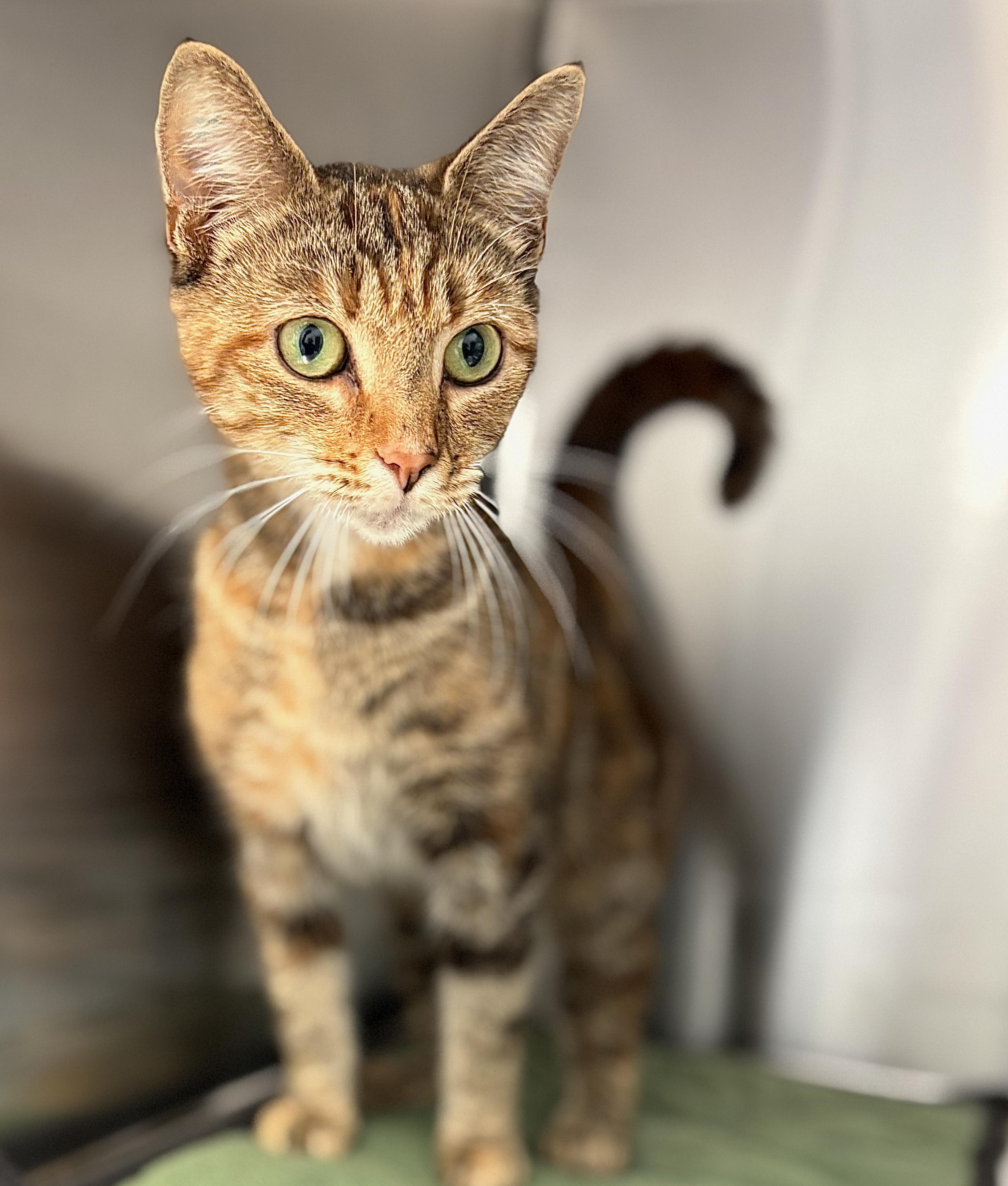 Bonnie, adoptable, Adult Female Domestic Short Hair.