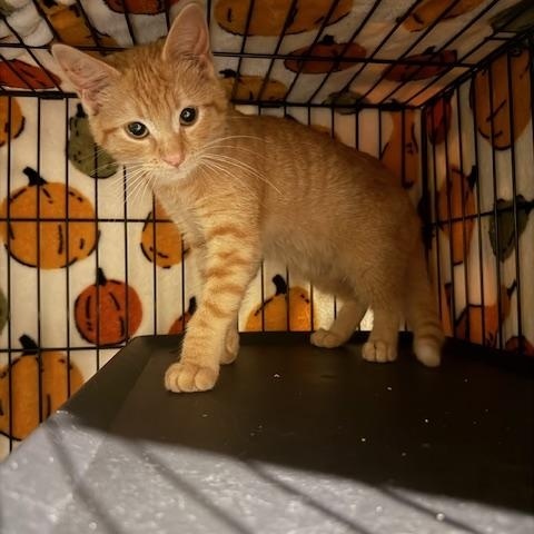 Amy, Adoptable, Kitten Female Domestic Short Hair.