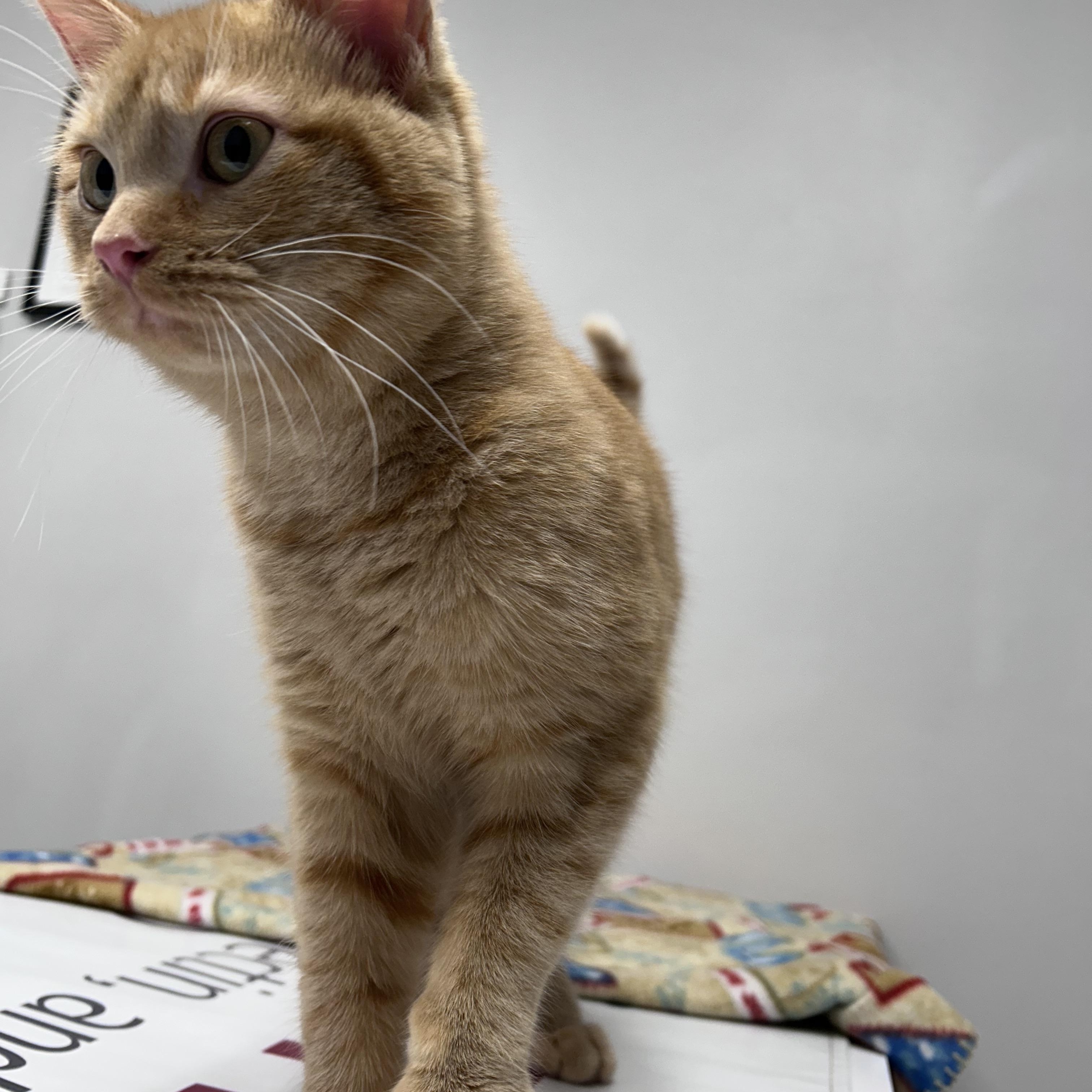 Enlarge Amy, a Adoptable Domestic Short Hair in Shakopee, MN image 2/4