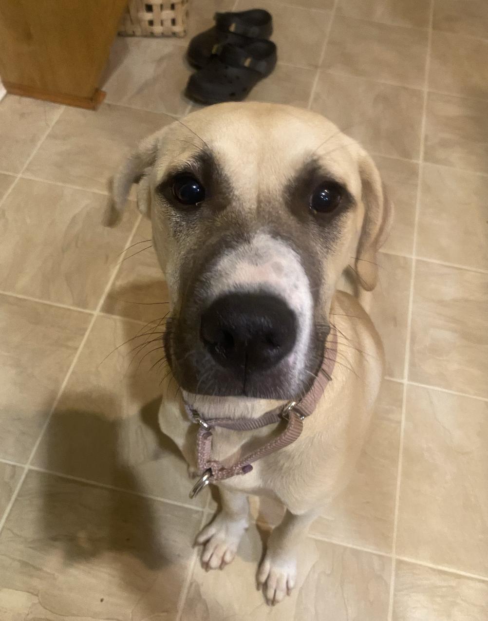 STELLA- YATESVILLE GA, Adoptable, Young Female Anatolian Shepherd.