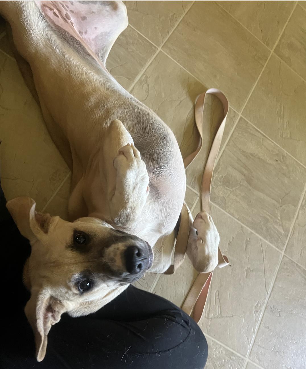 Enlarge STELLA- YATESVILLE GA, a Adoptable mixed breed in Alvin, TX image 2/4