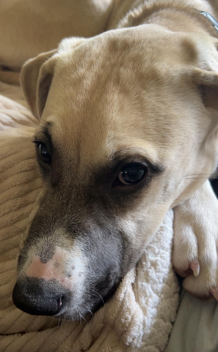Enlarge STELLA- YATESVILLE GA, a Adoptable mixed breed in Alvin, TX image 3/4