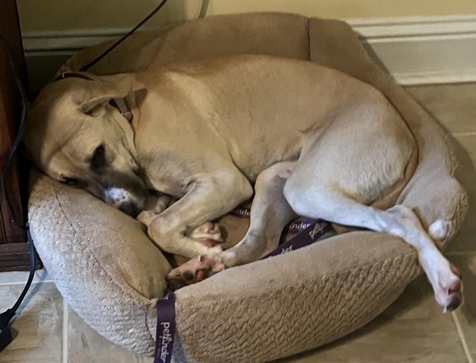 Enlarge STELLA- YATESVILLE GA, a Adoptable mixed breed in Alvin, TX image 4/4