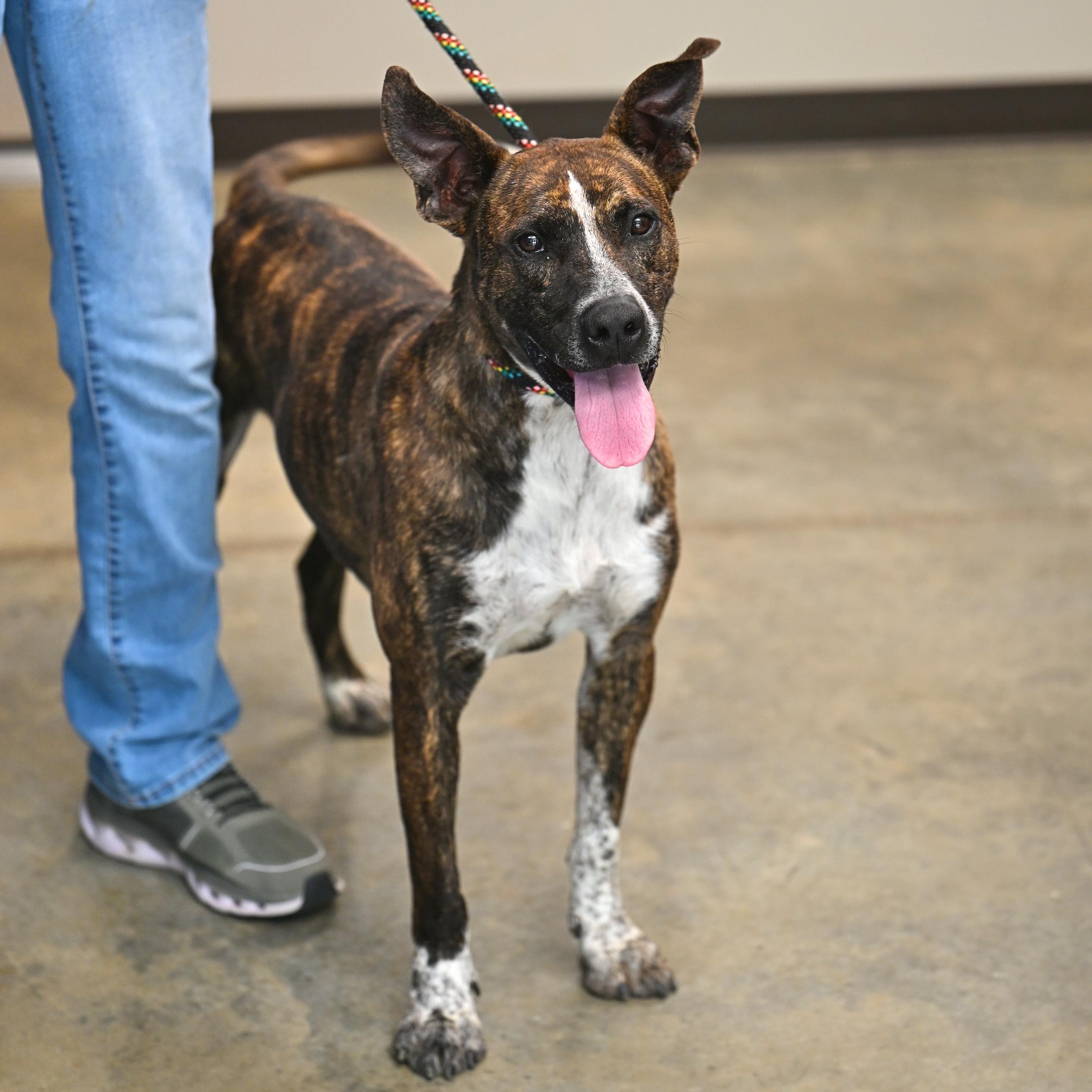 Enlarge Miles, a Adoptable mixed breed in Hot Springs, AR image 1/2