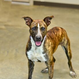 Enlarge Miles, a Adoptable mixed breed in Hot Springs, AR image 1/1